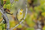 Yellow Warbler